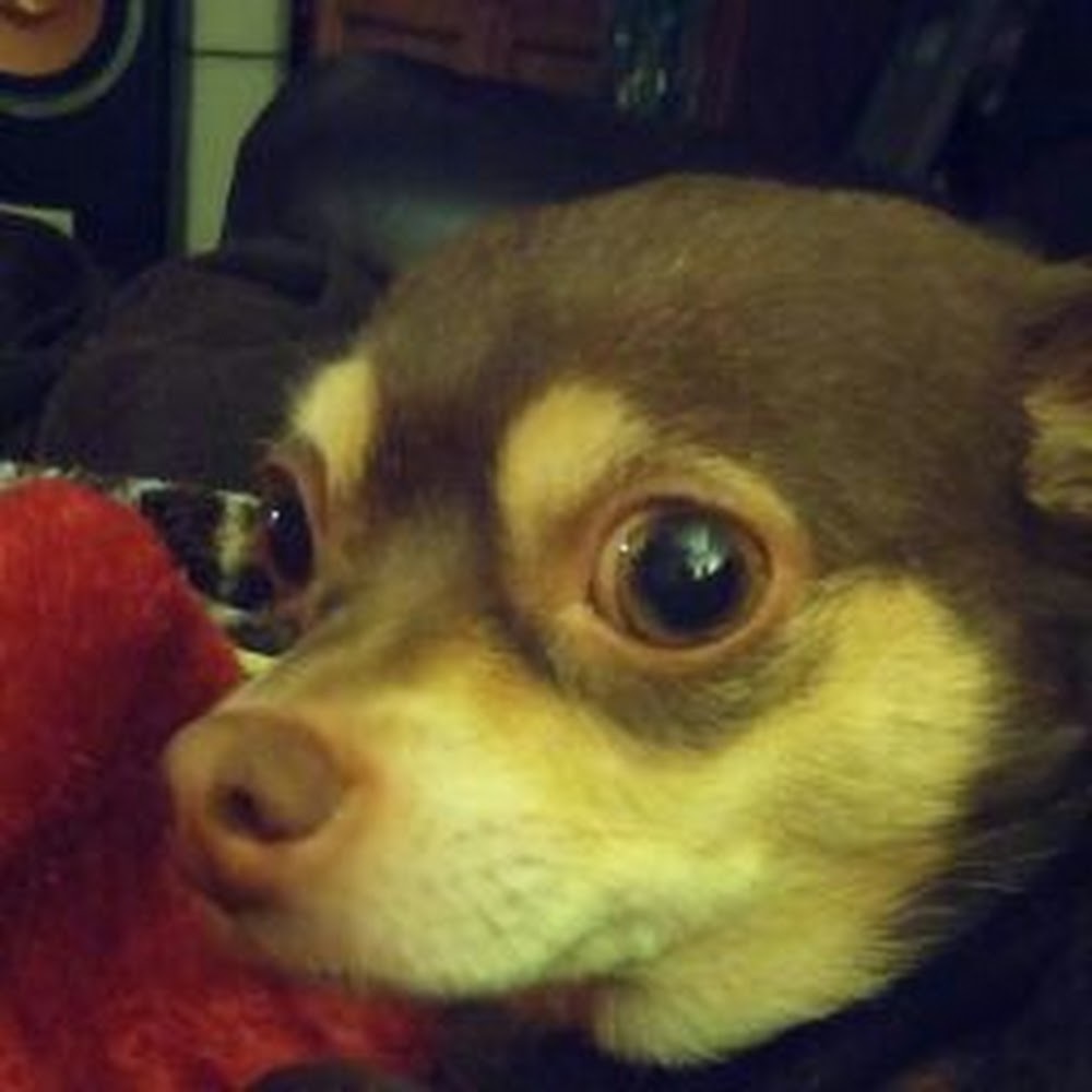 Meet your Posher, Nikki